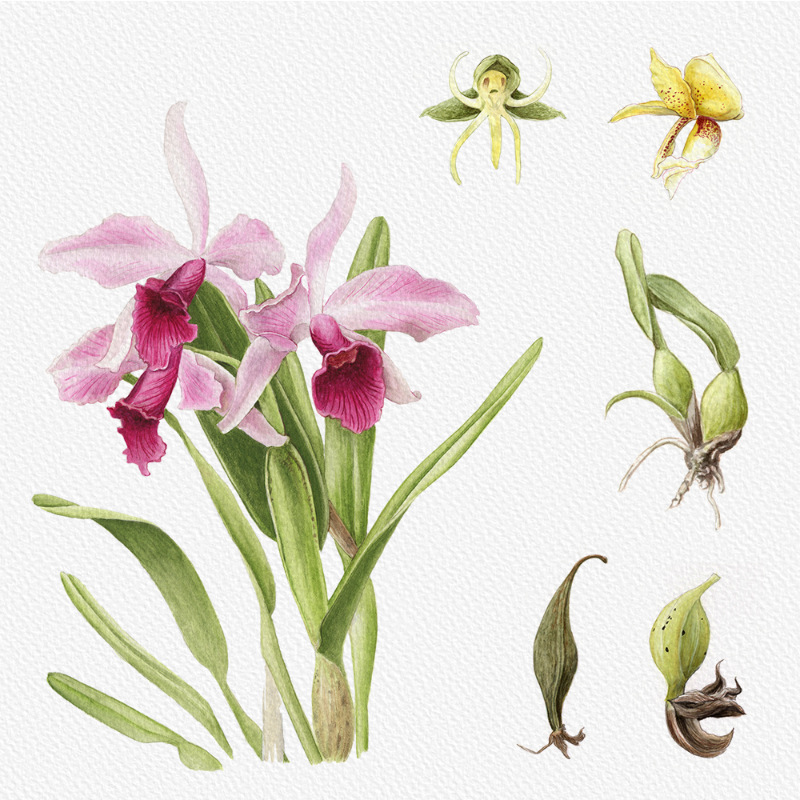 Botanical Illustration - Orchids 1 #45