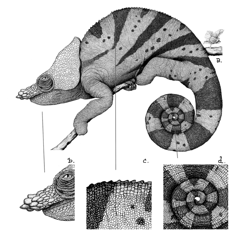 Chameleon - plante 1 #3