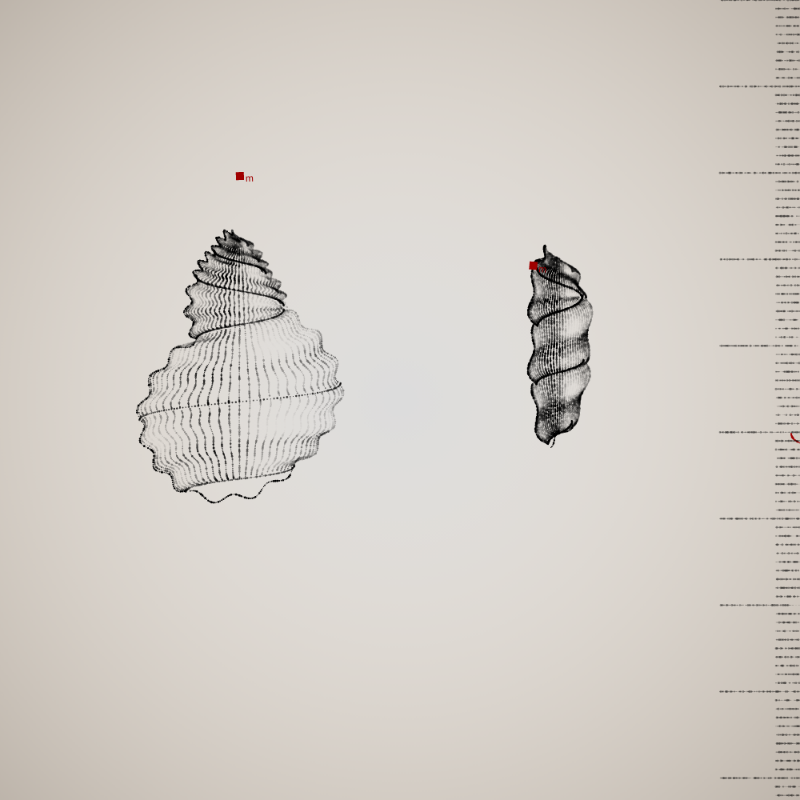 Two Specimen #173