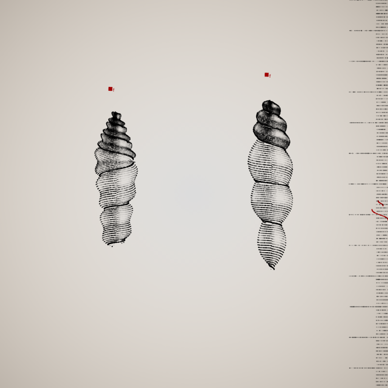 Two Specimen #244