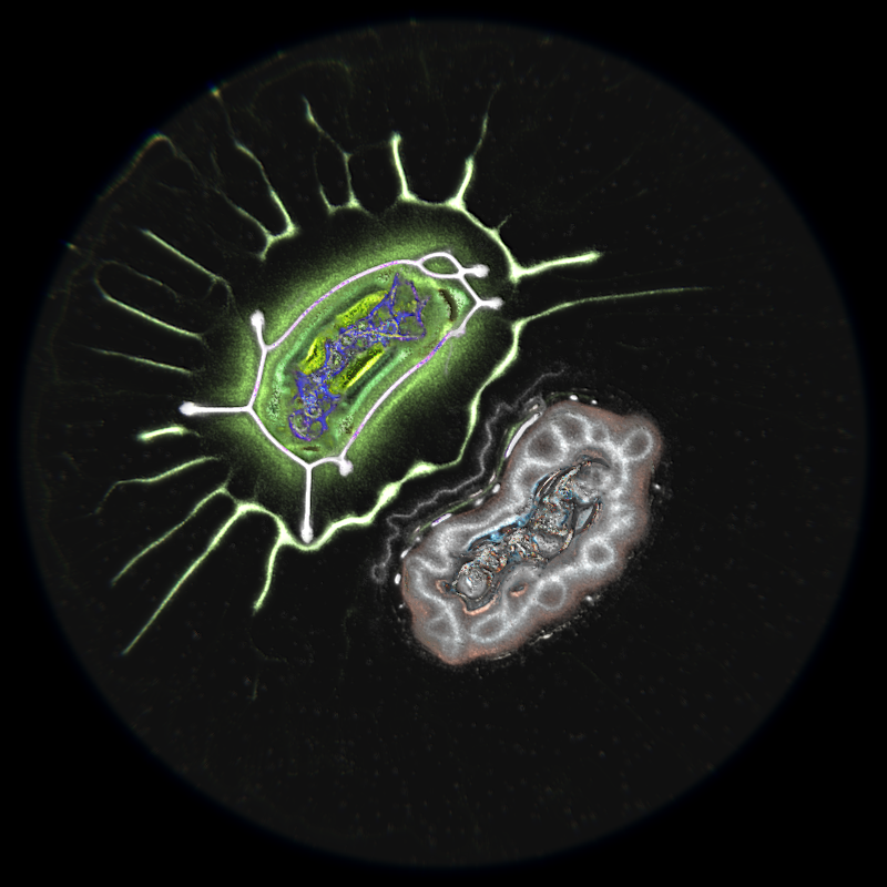 Ethereal Microcosm #102