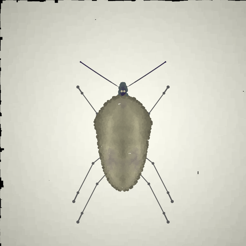 Beetle Sketches #6