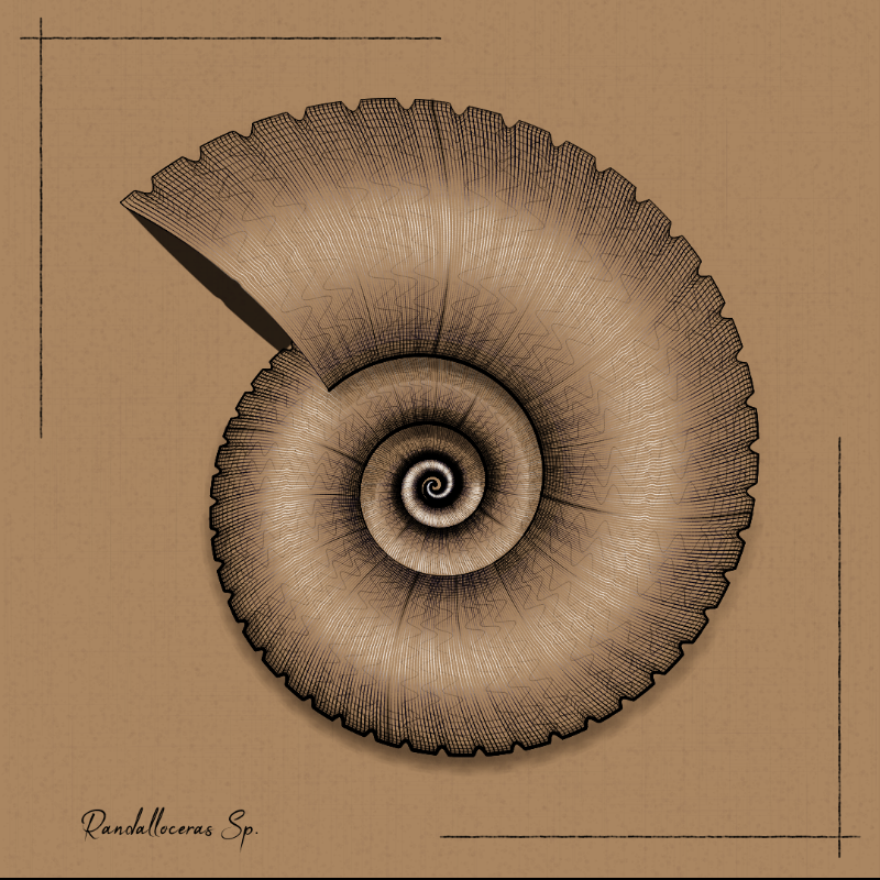 Ammonites #37