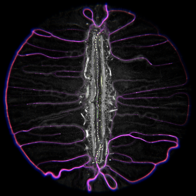 Ethereal Microcosm #196