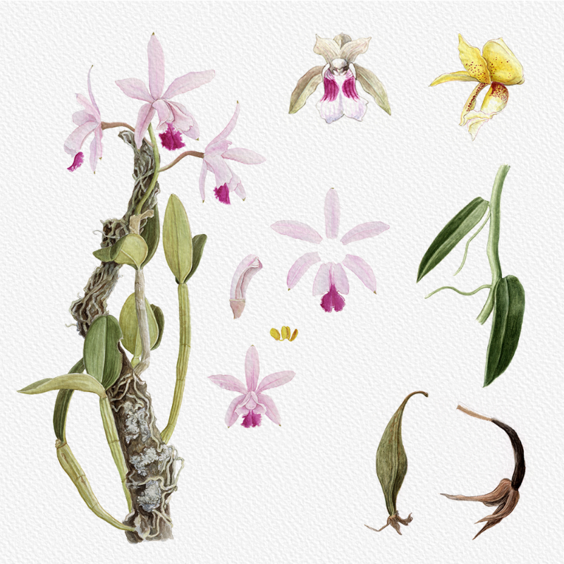 Botanical Illustration - Orchids 1 #36