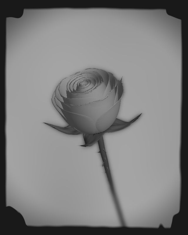 Rose 1851 #33
