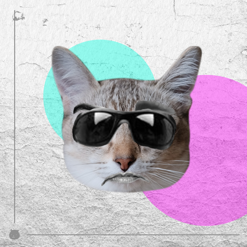 Kittenstein #55