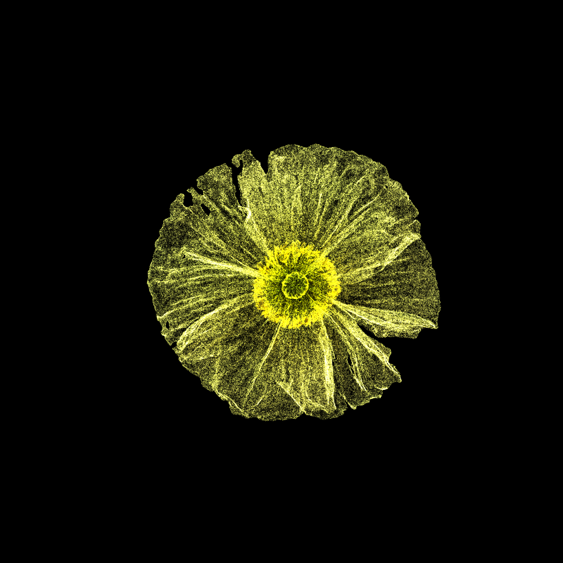 White Poppy 30 #75