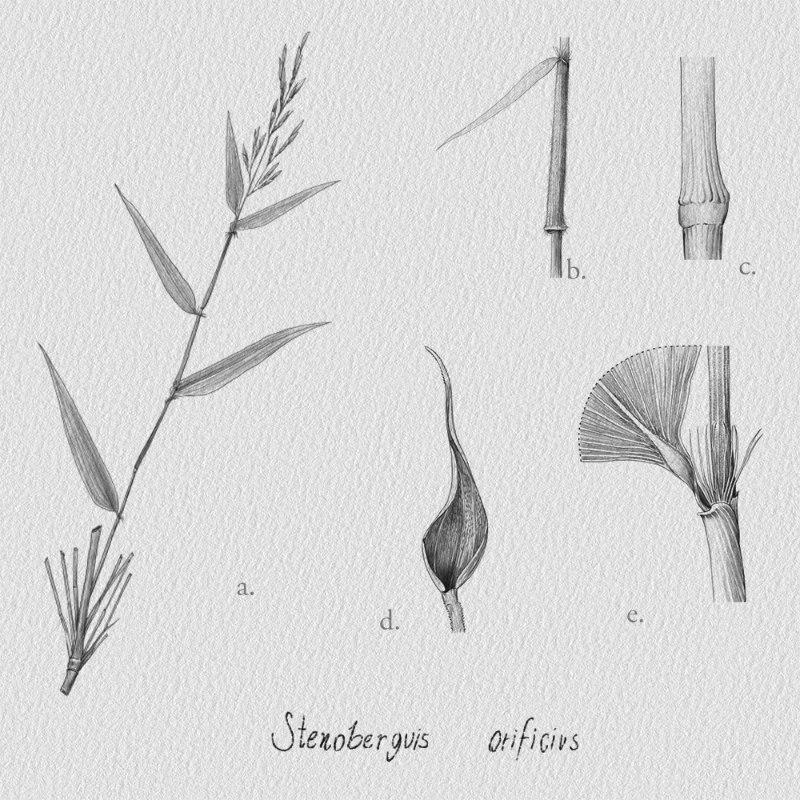 Botanical Illustration - Bambusoideae 1 #2