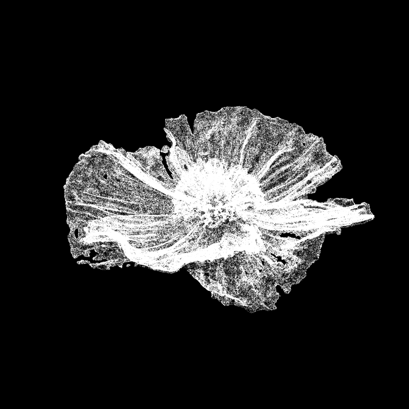 White Poppy 30 #109