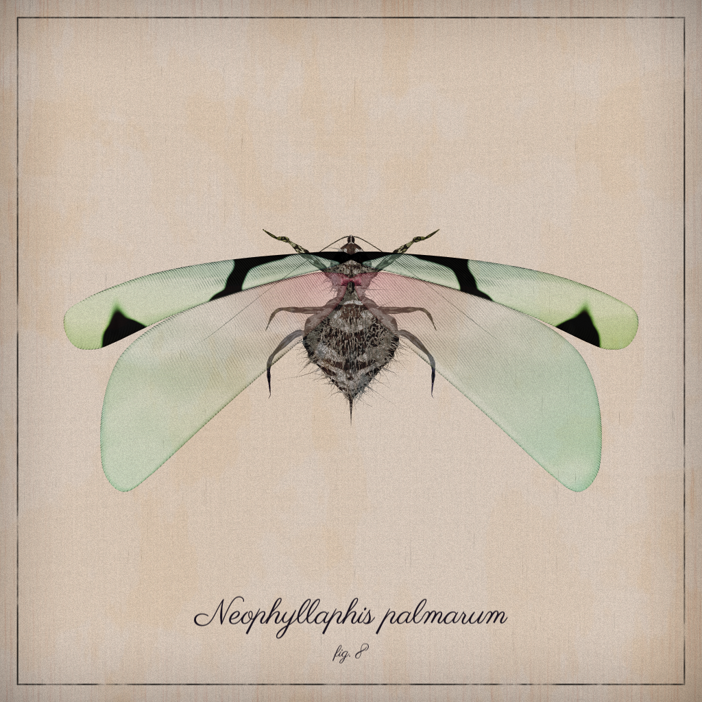 ProcGen Entomology #26