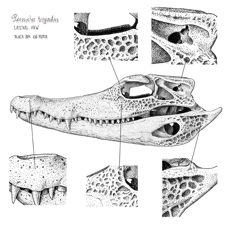 Paleosuchus trigonatus (skull)