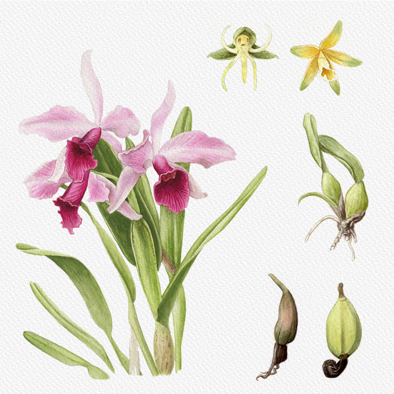 Botanical Illustration - Orchids 1 #58