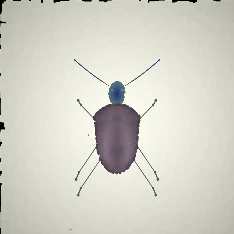 Beetle Sketches #11