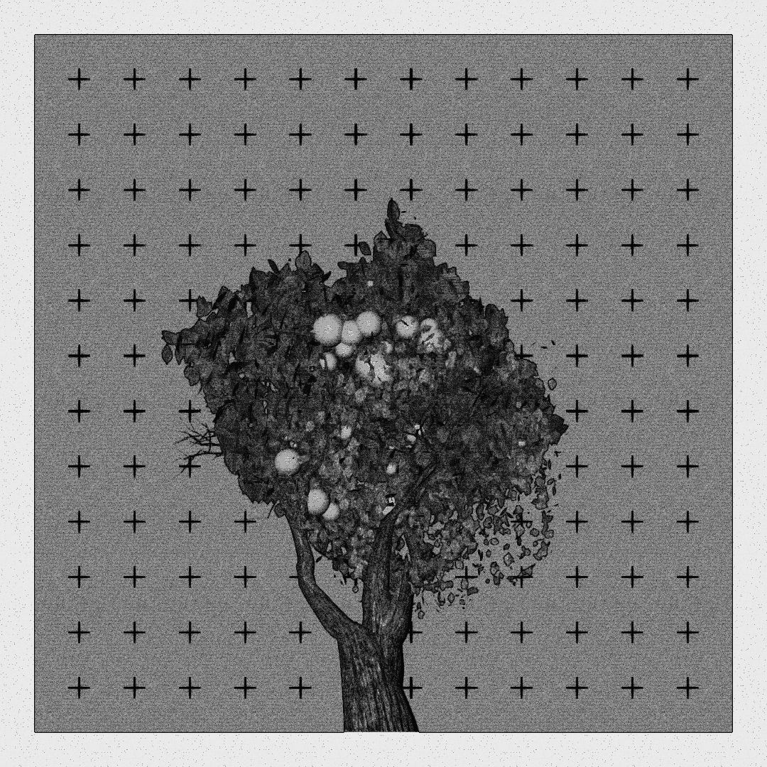 _argania[primaria] #203
