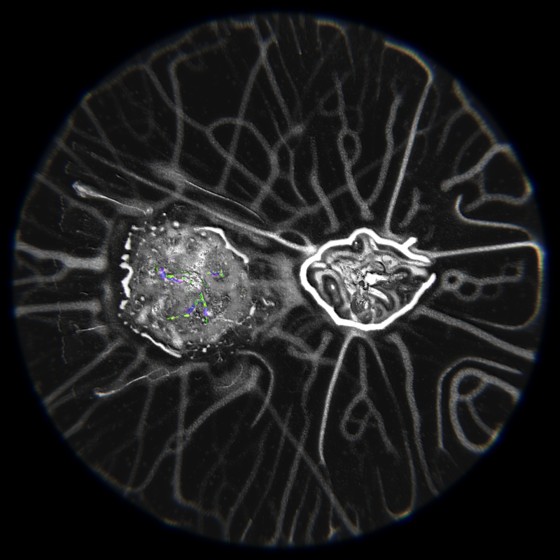Ethereal Microcosm #293