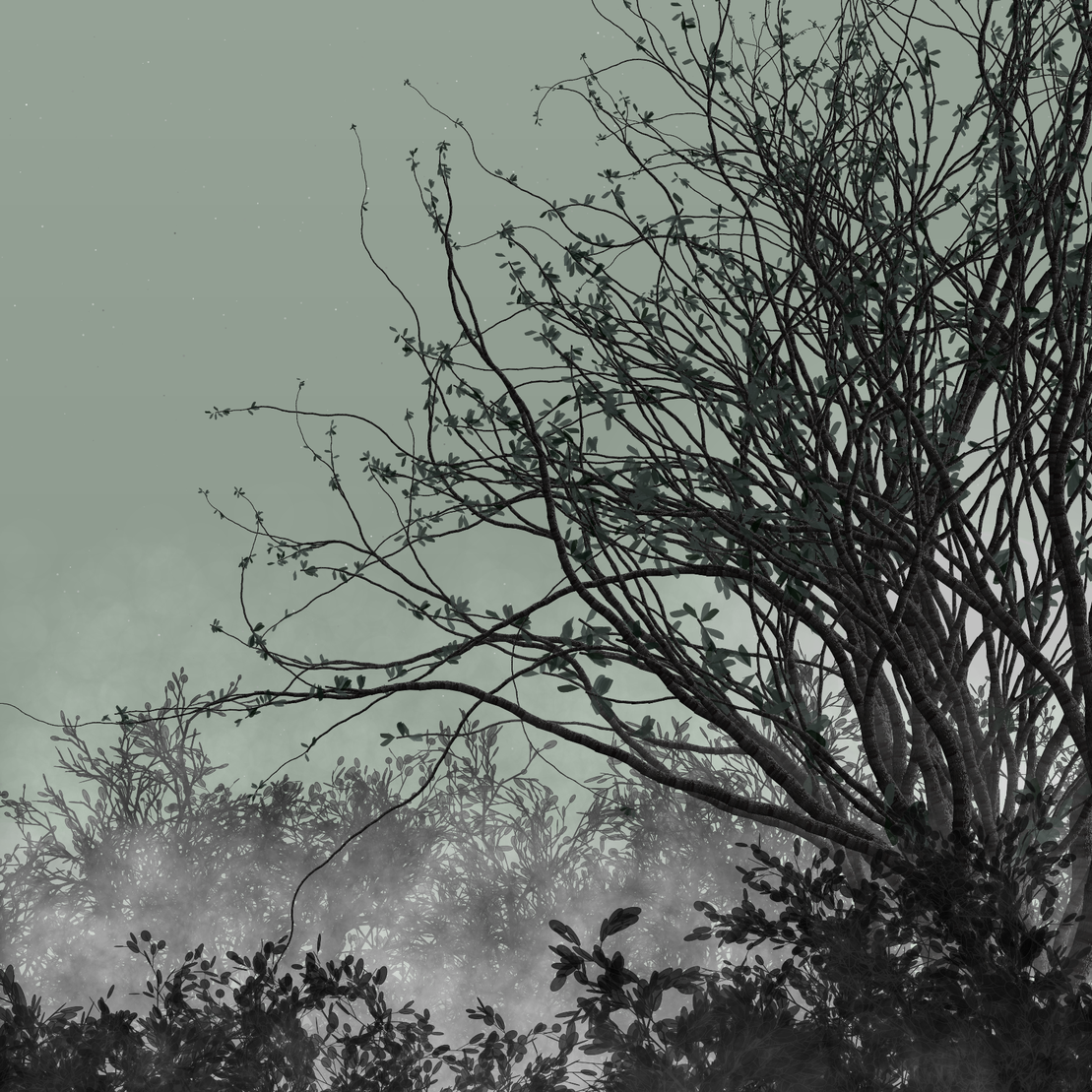 Morning Mist #319