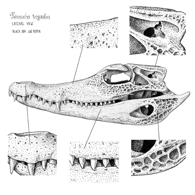 Paleosuchus trigonatus (skull) #8