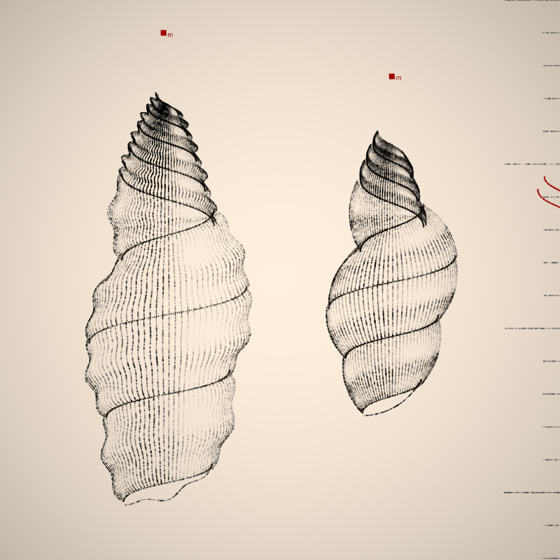 Two Specimen #23