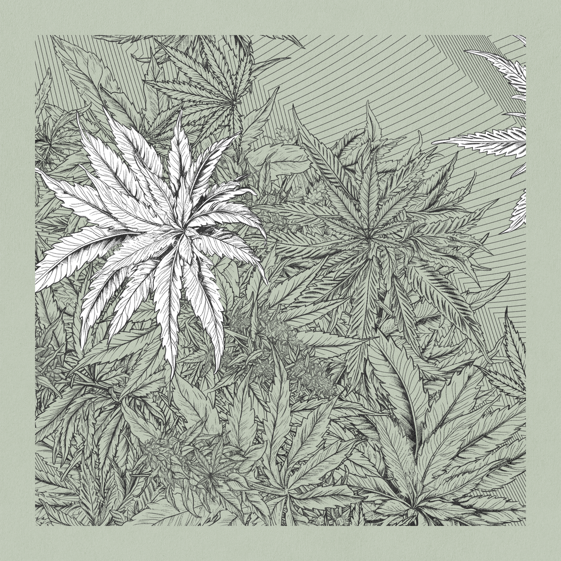 zancannabis #185