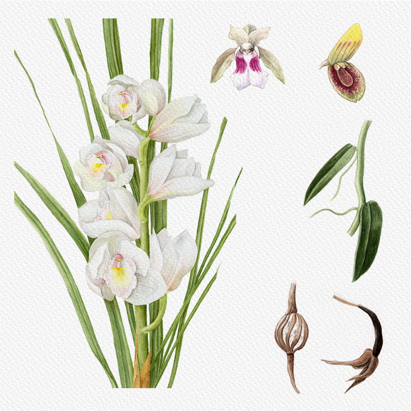 Botanical Illustration - Orchids 1 #46