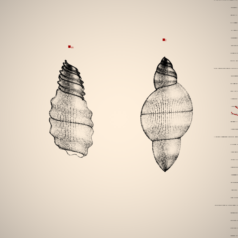 Two Specimen #54