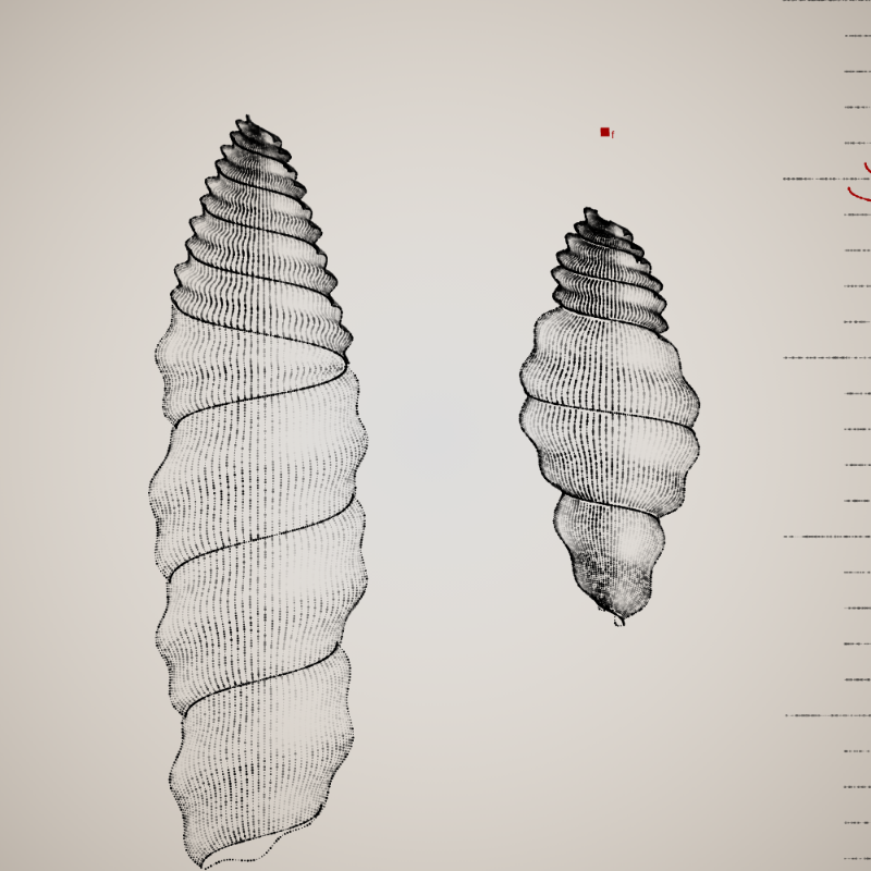 Two Specimen #58