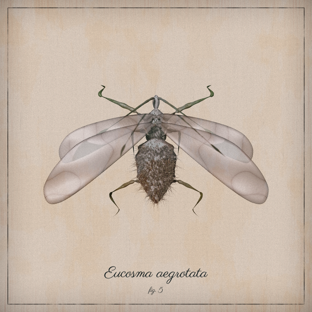 ProcGen Entomology #220