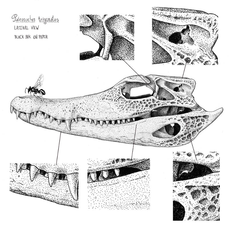 Paleosuchus trigonatus (skull) #7