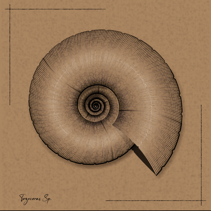 Ammonites #103