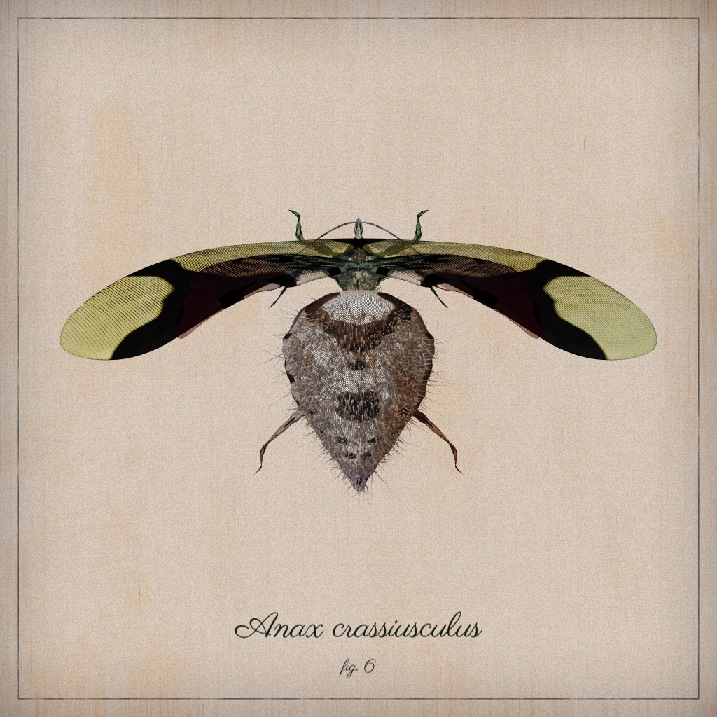 ProcGen Entomology #17