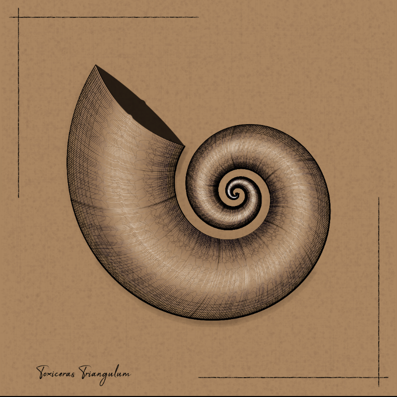 Ammonites #17