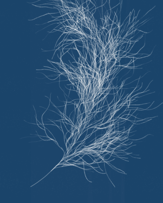 Cyanotypes #208