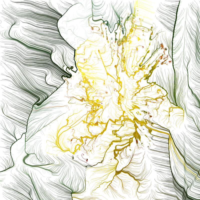 Hypericum #84