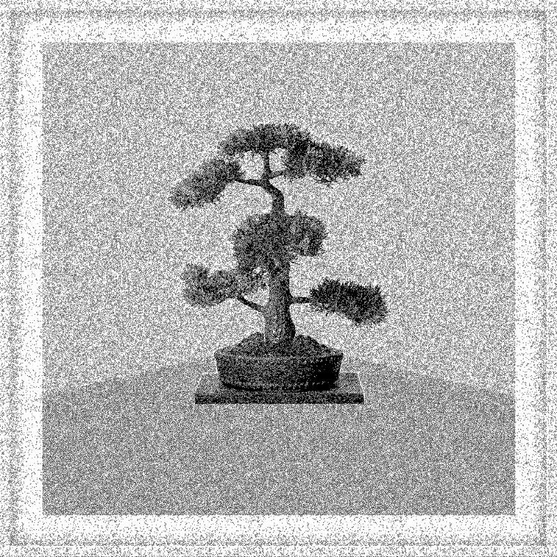 Bonsai Bonanza #255