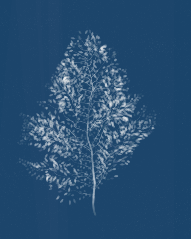 Cyanotypes #89