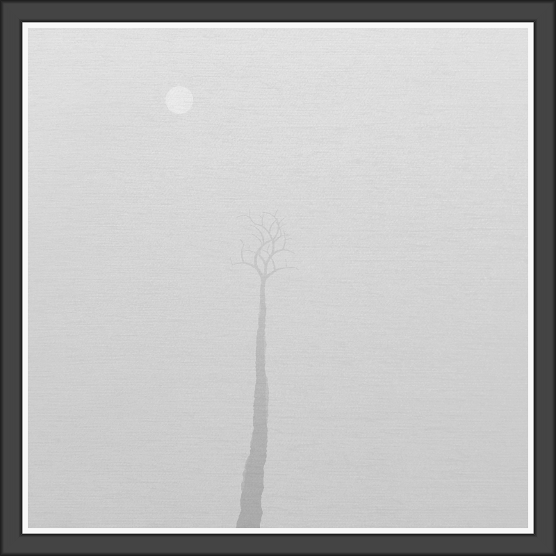 The Foggy Trees #70