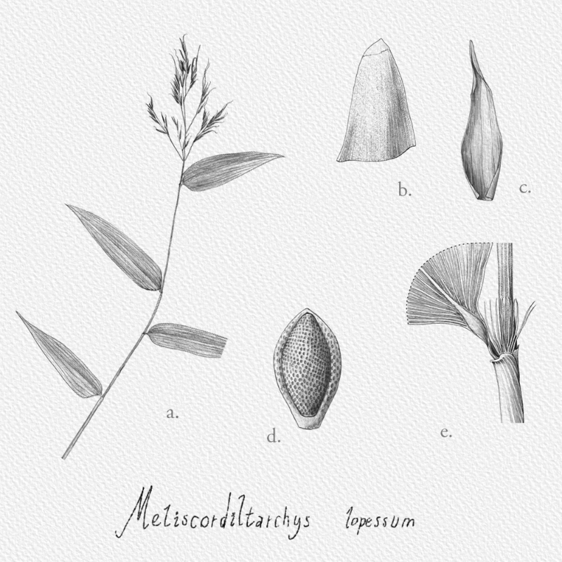 Botanical Illustration - Bambusoideae 1 #19