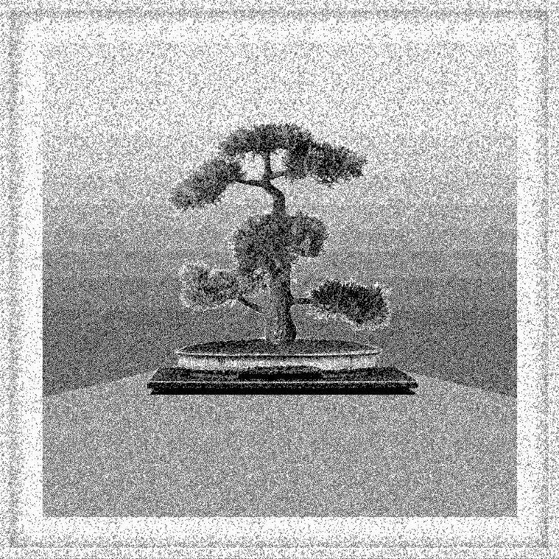 Bonsai Bonanza #306