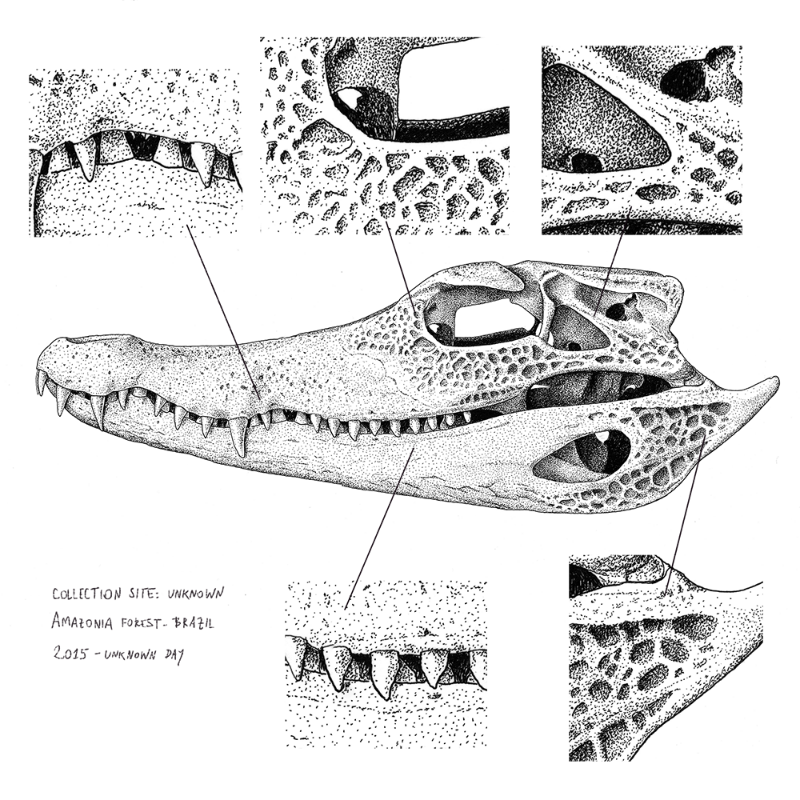 Paleosuchus trigonatus (skull) #18