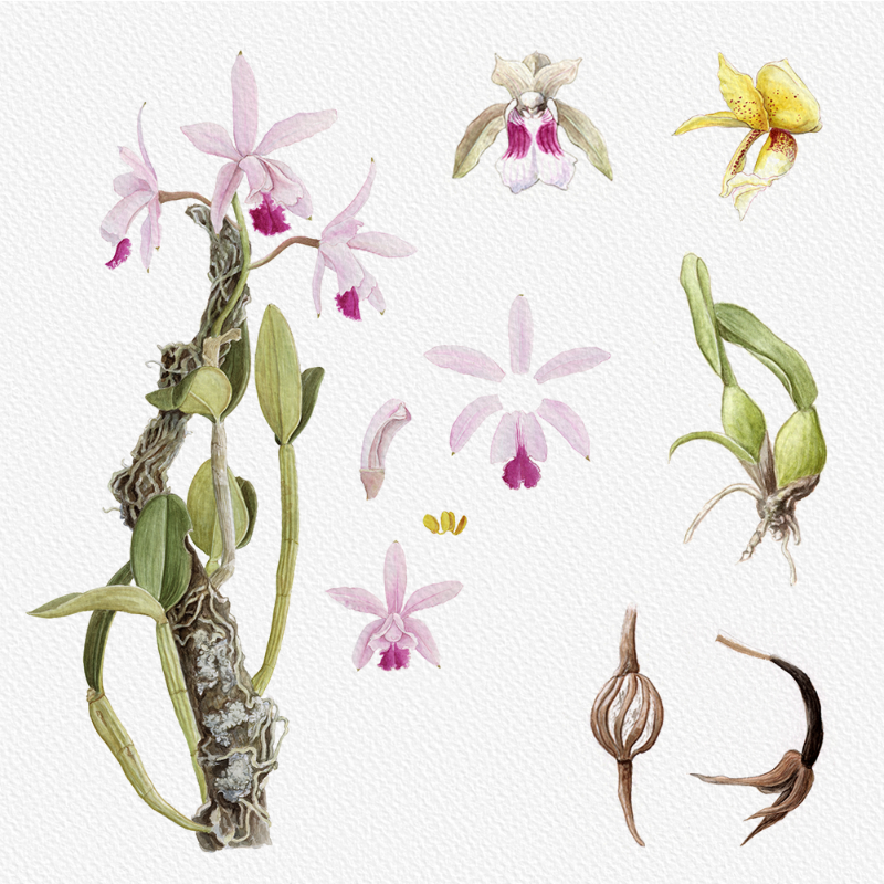 Botanical Illustration - Orchids 1 #57