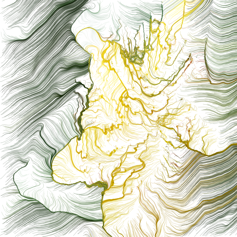 Hypericum #31