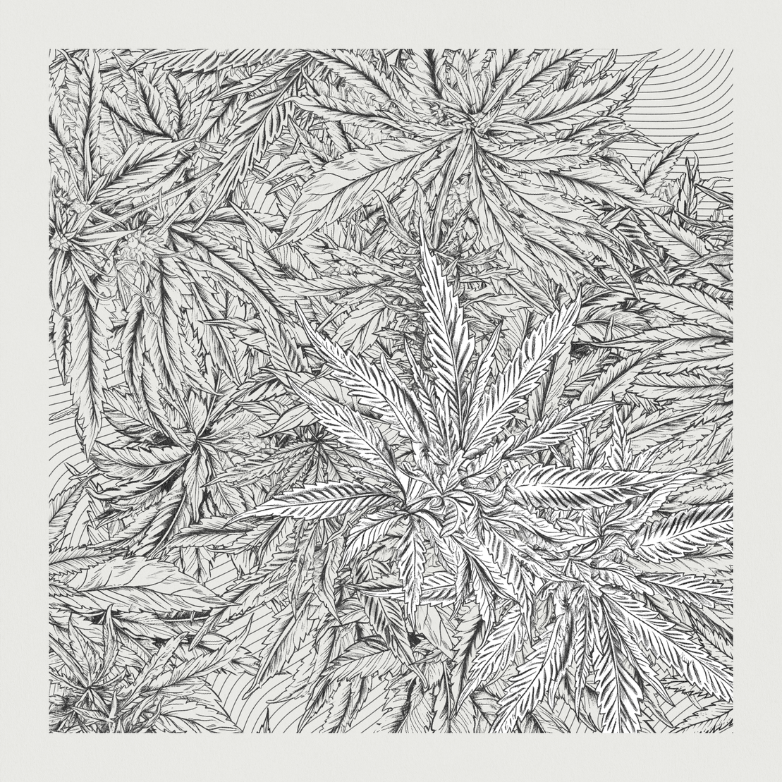 zancannabis #300