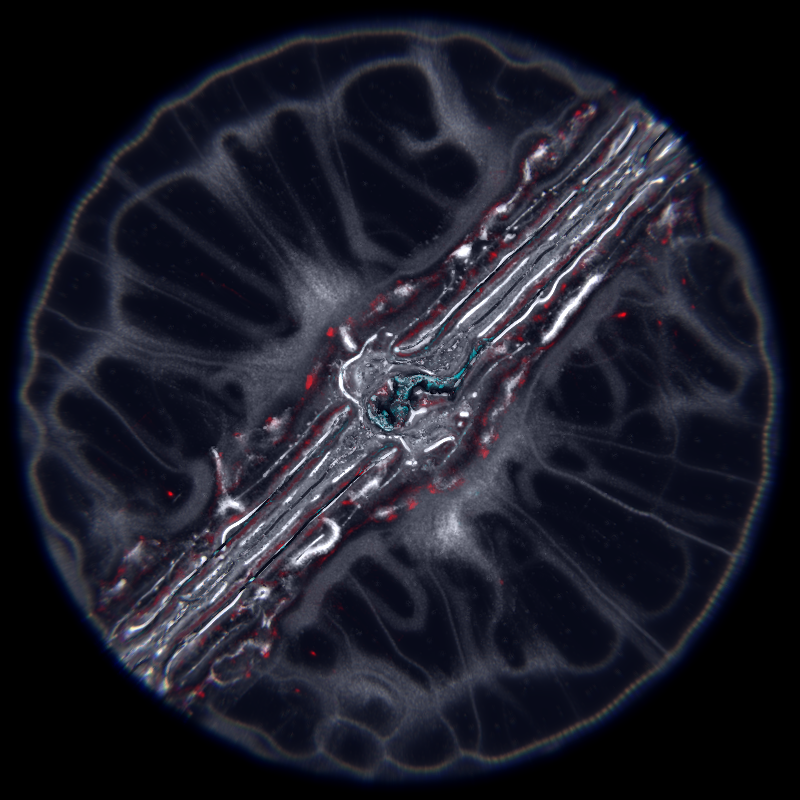 Ethereal Microcosm #119