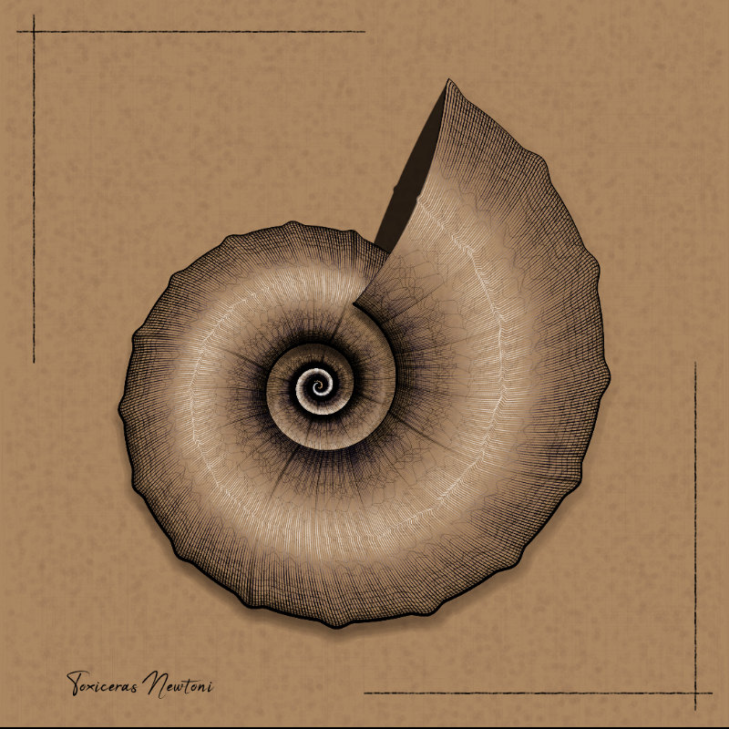 Ammonites #52