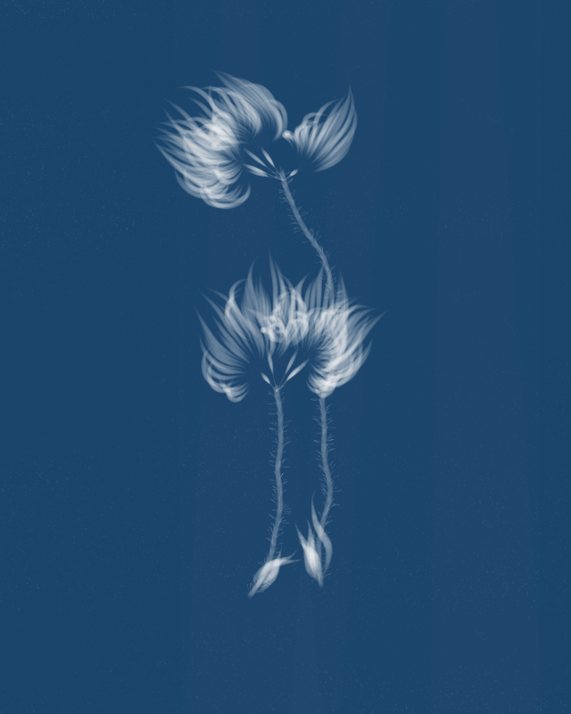 Cyanotypes #79