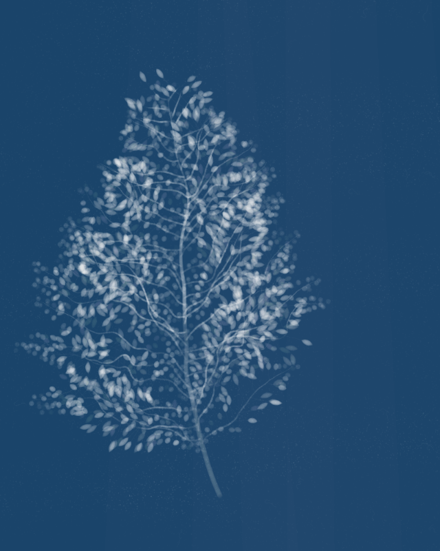 Cyanotypes #114