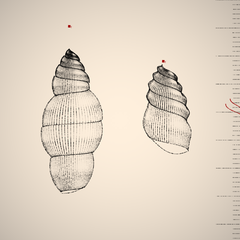 Two Specimen #441