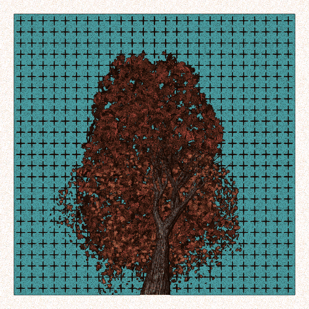 _argania[primaria] #149