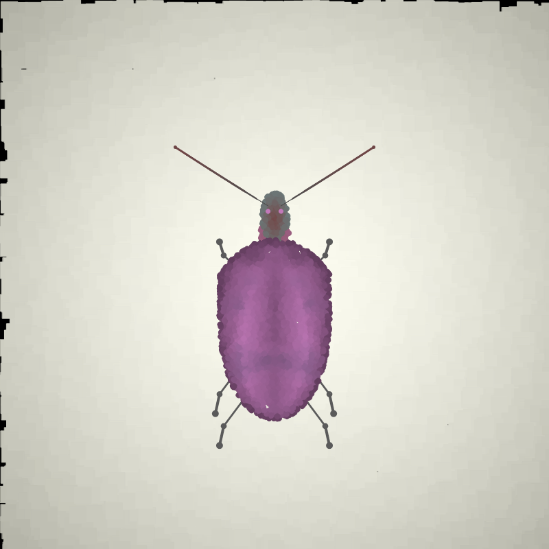 Beetle Sketches #5